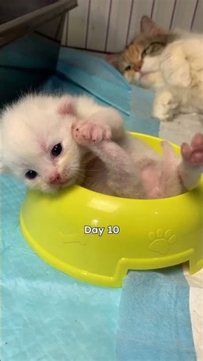 Timelapse kitten until he grows up #cat #kitten #rescuecat #kucinglucu