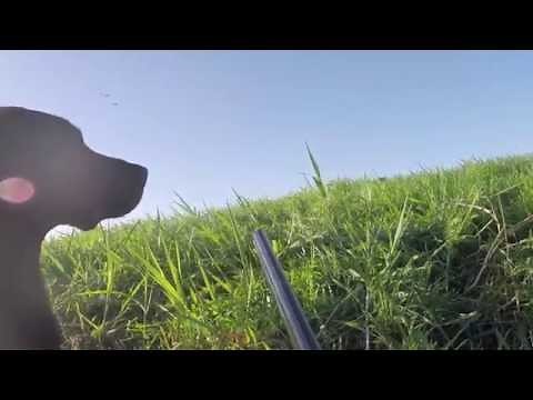 Goose hunting (ganzen jacht) in Holland with browning b725 and field trial labrador.