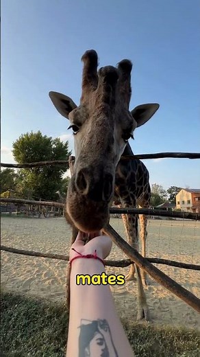 Why Do Giraffes Have Long Necks? Explained!