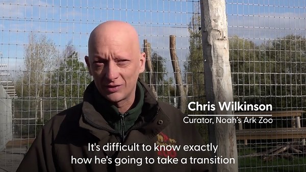 New tiger arrives at Noah's Ark Zoo farm