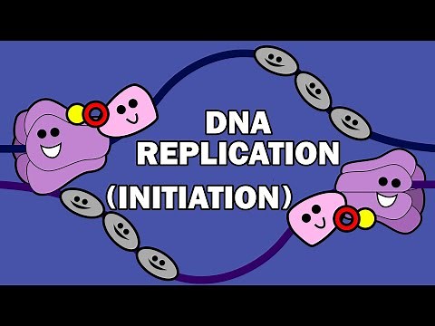 DNA REPLICATION (1/3) - INITIATION