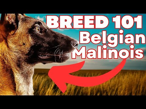 BELGIAN MALINOIS 101! Everything You Need To Know About the Belgian Malinois!