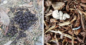 Here's how you identify the most characteristic animal poops