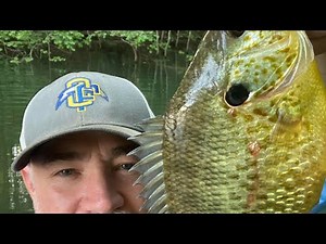 Shell cracker spawn April 2023 Clarks hill lake-The Redneck Outdoors