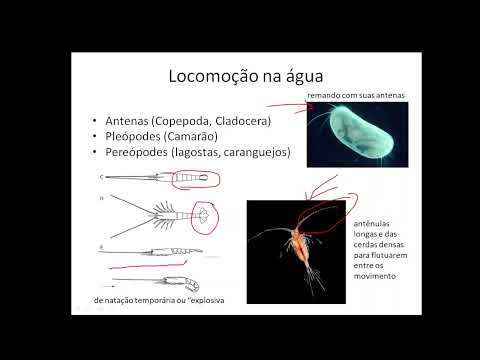 parte 3 sistema locomotor