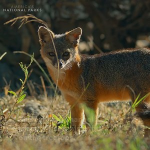 Come for the snacks, stay for the view! 🦊🌳 These Channel Island foxes have unique semi-retractable claws, perfect for scaling trees. At 30 feet off the ground, this fox isn’t just foraging, he’s the king of the park. | National Geographic Animals