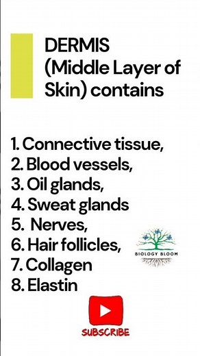 Dermis - The middle layer of skin contains different structures | Dermatology| Epidermal system