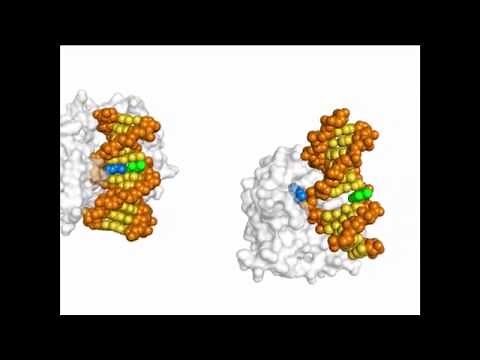 DNA Repair Animation