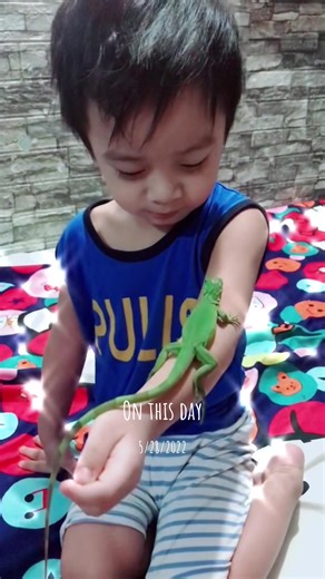 Our baby green Iguana Gabbygabby🦎💚#greeniguana🦎 #iguana #fypシ #dontknowthegenderyet #tiktokfyp #iguanapets #tiktokfypシ゚viral