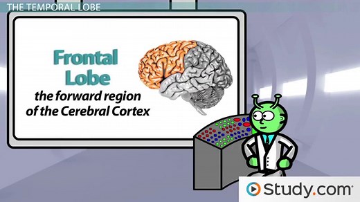 Cerebral Cortex | Definition, Function & Location