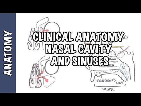 Clinical Anatomy - Nasal Cavity and Sinuses