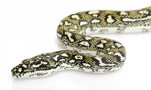 Diamond Python