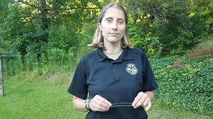 32 reactions | Are pine needles leaves? What do you call the greenery of a red cedar? Find out in this video with Museum Outreach Educator Deb Davis. #treeid | Mississippi Museum of Natural Science | Facebook