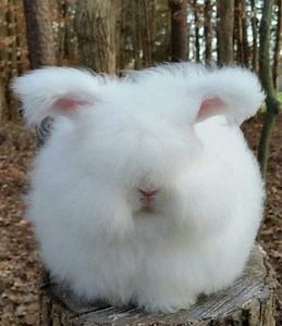English Angora Rabbit Care Sheet - Here Bunny