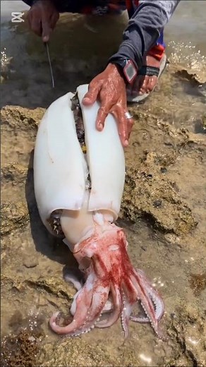“You Won’t Believe How This Giant Squid Is Cleaned! 🦑😱”