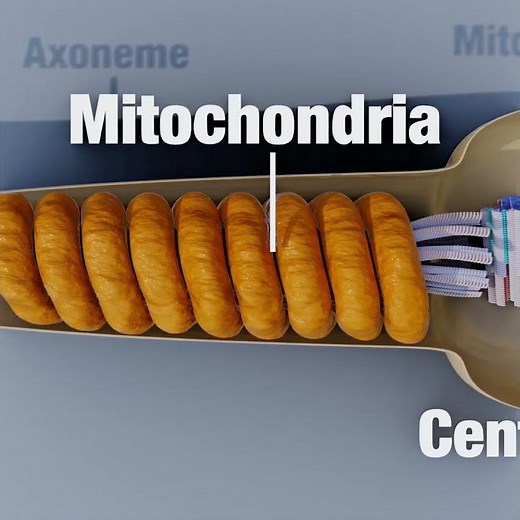 An overview of the structures inside a sperm cell