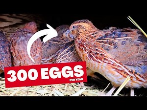 7 Things I Wish I Knew Before Getting Quail