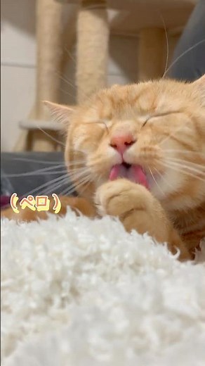 ご満悦な表情でくつろぐ愛猫が可愛すぎた #ネコ #cat #ねこ #shorts #アメショ #ノルウェージャンフォレストキャット #アメリカンショートヘア