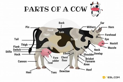Parts of a Cow Vocabulary in English with Pictures • 7ESL