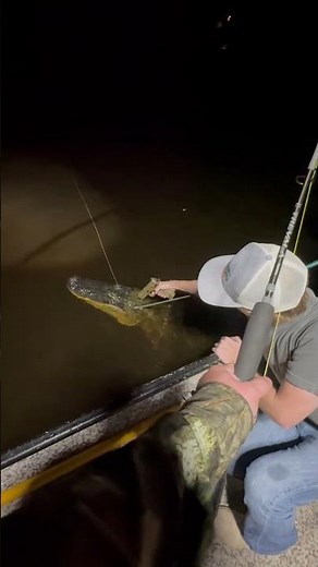 Alligator Hunting South Carolina