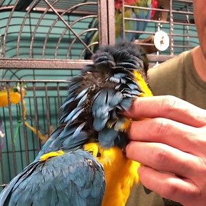 66K views · 17K reactions | Cesar is a blue and gold macaw that has...
