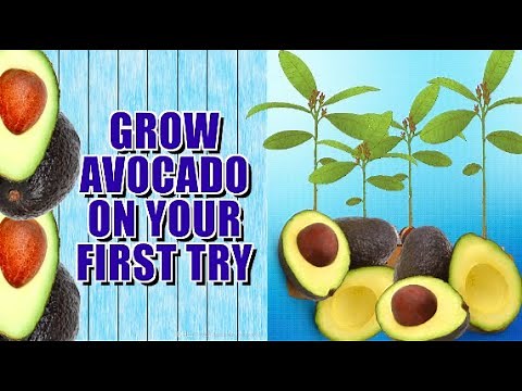 HOW TO GROW AVOCADO TREE FROM SEED.