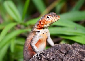 Why Do Lizards Do Push Ups? 4 Reasons for This Weird Behavior | Storyteller Travel