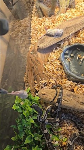 Grey Rat Snake Strikes and Eats White Mouse | Wild Feeding Action / How To Feed Snake