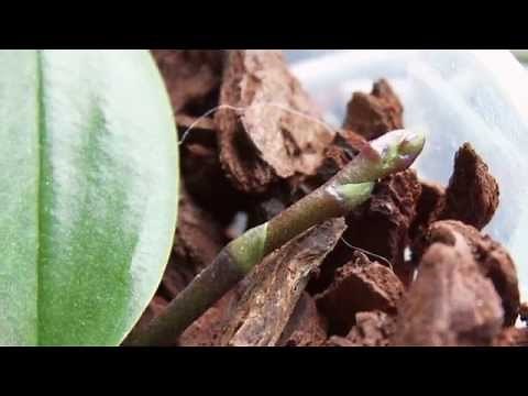 Re-potting the Moth Orchid (Phalaenopsis)