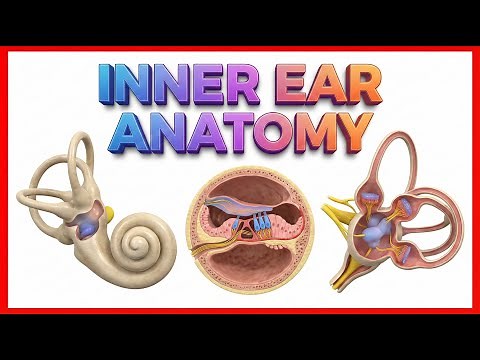Inner Ear Anatomy Animation: Cochlear component, Vestibular component, Semi-circular component USMLE