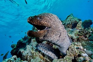 14 Moray Eel Fish Facts - Fact Animal