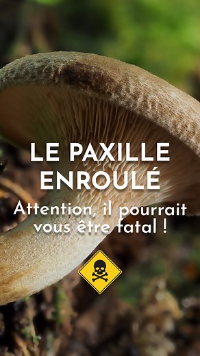 Le paxille enroulé : prudence en forêt ! 🍄‍🟫 Ce champignon a longtemps été ramassé et consommé. Pourtant, certaines personnes ont développé de graves réactions du système immunitaire… parfois mortelles ! ⚠️ Pour éviter toute confusion avec un cèpe, une russule ou un lactaire, observez bien ses caractéristiques que l'on vous présente dans cette vidéo ! 🎥 #PlantesSauvages #CueillirResponsable #LeChemindeLaNature #FormationNature #Champignons | Le Chemin de la Nature