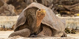 200  Names for Pet Tortoises (Cool, Funny, & Famous Names)
