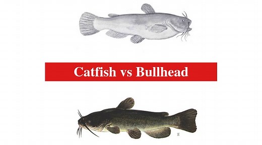 Catfish vs Bullhead: The Differences Between Catfish and Bullhead - HookedOnCatfish