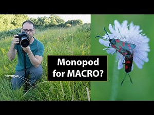 How to Use a MONOPOD FOR Macro & Insect Photography (With a Canon EF 100mm f2.8 Macro Lens)