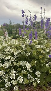 52K views · 7.9K reactions | Beautiful evening in the cut flower garden. ✨ Enjoying these blooms between rain storms. | Garden Answer | Facebook
