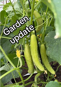 Garden update: spring growth and kitchen herbs