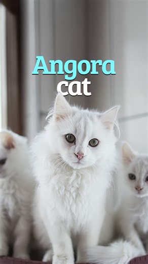 Türkiye Today on Instagram: "The Turkish Angora, not just a stunning cat, but a living piece of history that changed feline genetics forever. Meet the breed and discover the charm for yourself!"