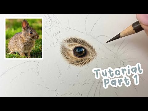 How to Draw a Realistic Bunny Rabbit | Bunny Rabbit Coloured Pencil Tutorial Part 1