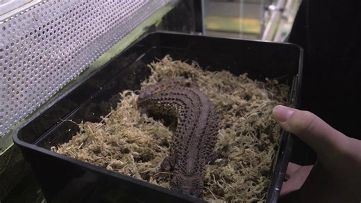 Critically endangered monitor lizards displayed at Austria zoo