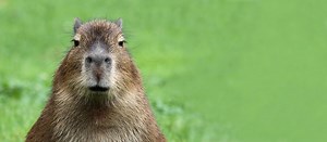 Capybara: All You Need to Know About the Chillest Animal on Earth | Tripster Panda