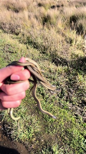 Just a handful of garters 😀 #reptile #snake #gartersnake #wildlife
