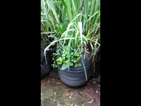 Duck pond filter system