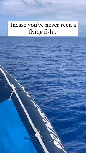 93K views · 1.3K reactions | In case you've never seen a Flying Fish fly Do you know that the Flying Fish is considered the 'National Fish' of Barbados and we are known as the "Land of Flying Fish" . This is because they are plentiful amounts found in @beautiful.barbados waters and they form part of our National Dish which is Cou Cou and Flying Fish | Beautiful Barbados | Facebook