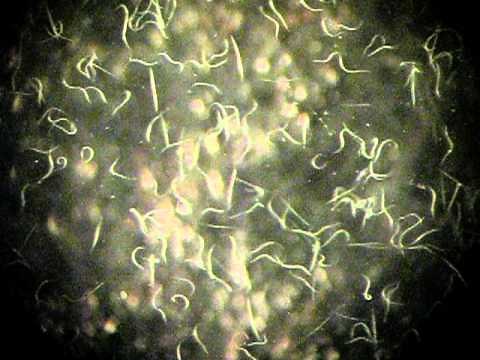 Heterorhabditis bacteriophora