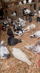 DYI semi free range pigeon coop design #racingpigeon #pigeon #birds #bird