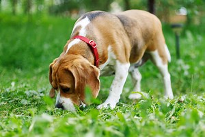 Beagles as Hunting Dogs: 10 Pros and Limitations to Know