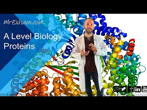 Proteins - A Level Biology