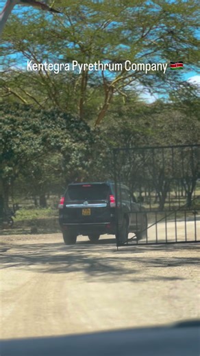 Documentary on Pyrethrum Farming in Rift Valley
