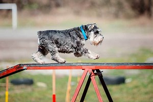 3 Types of DIY PVC Dog Agility Equipment - PatchPuppy.com